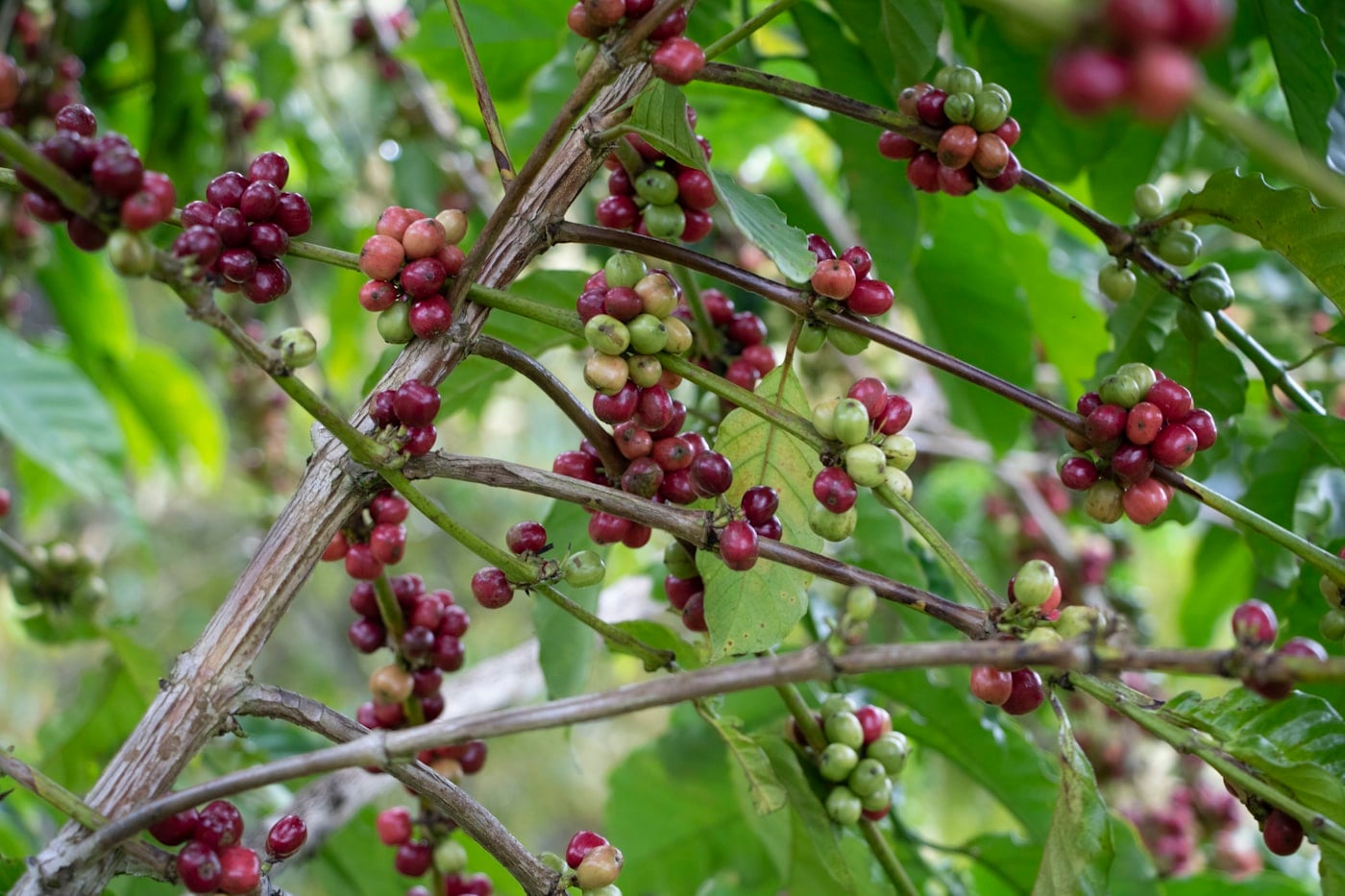 Ruiru 11 · Younger planting