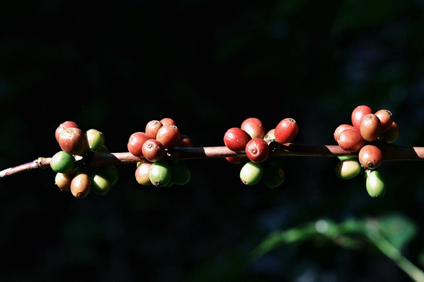 Batian AA · Single varietal