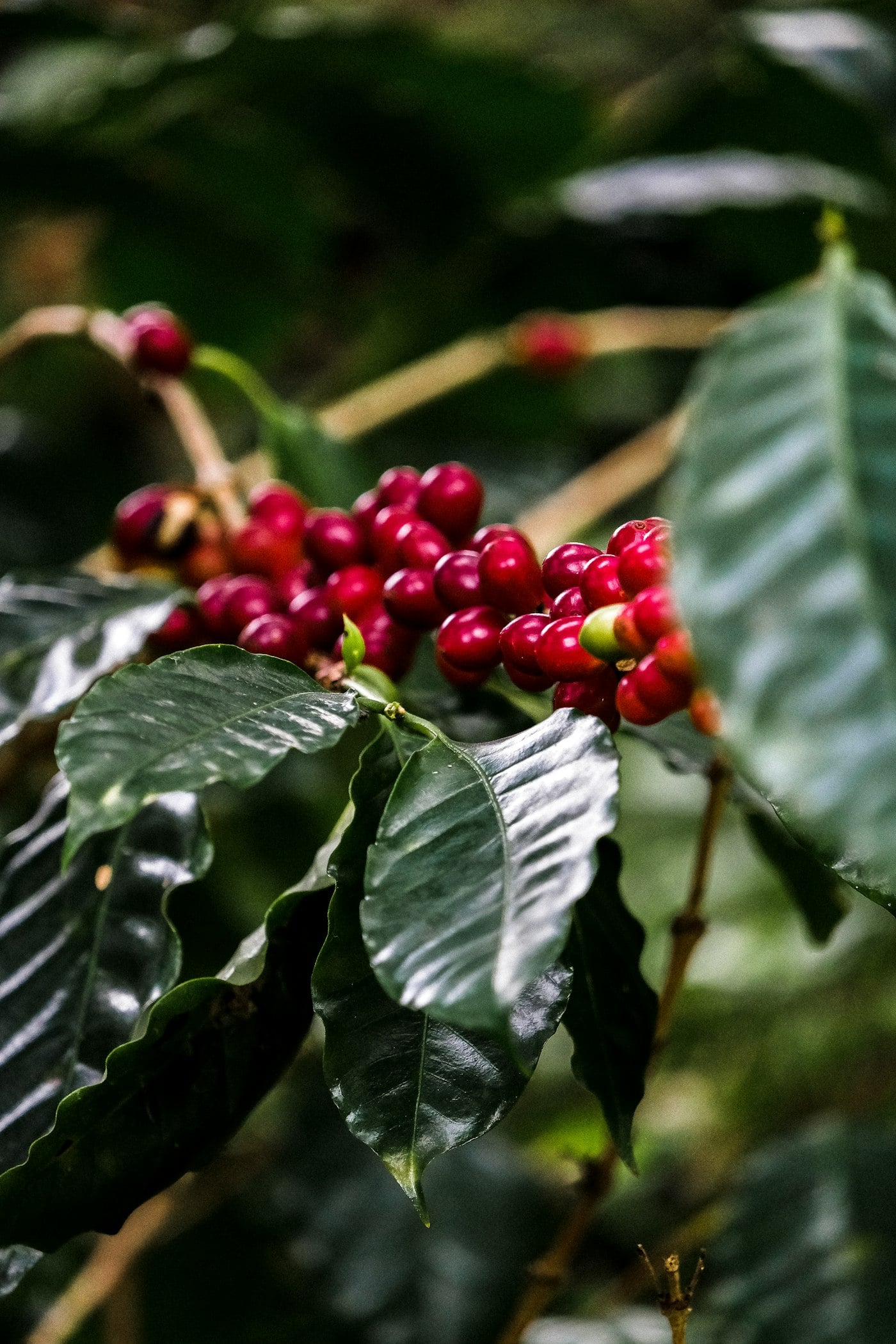 Ruiru 11 · Mature planting