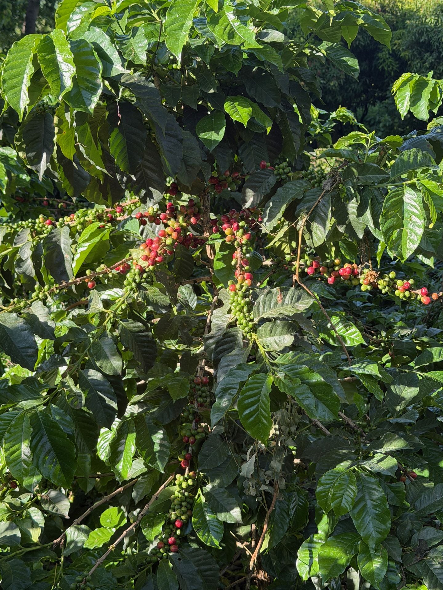 Morceau Farms · IMG 4125