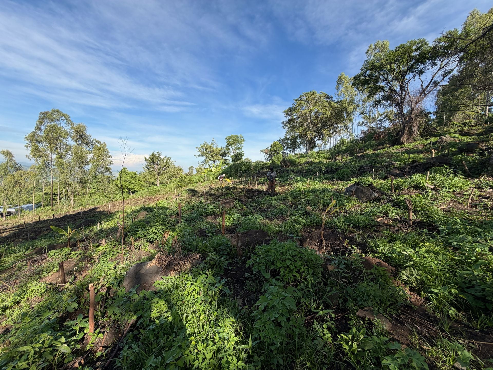 Morceau Farms · IMG 4138