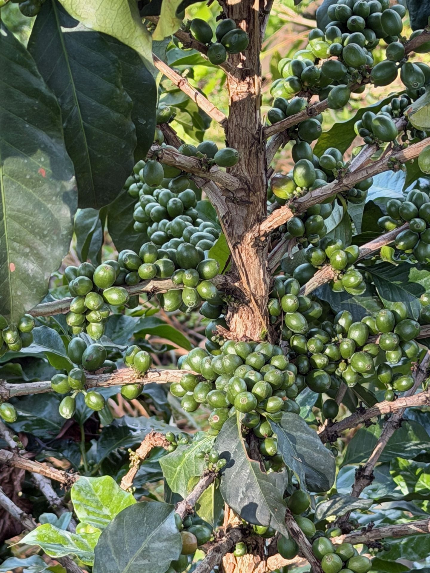 Morceau Farms · IMG 4140