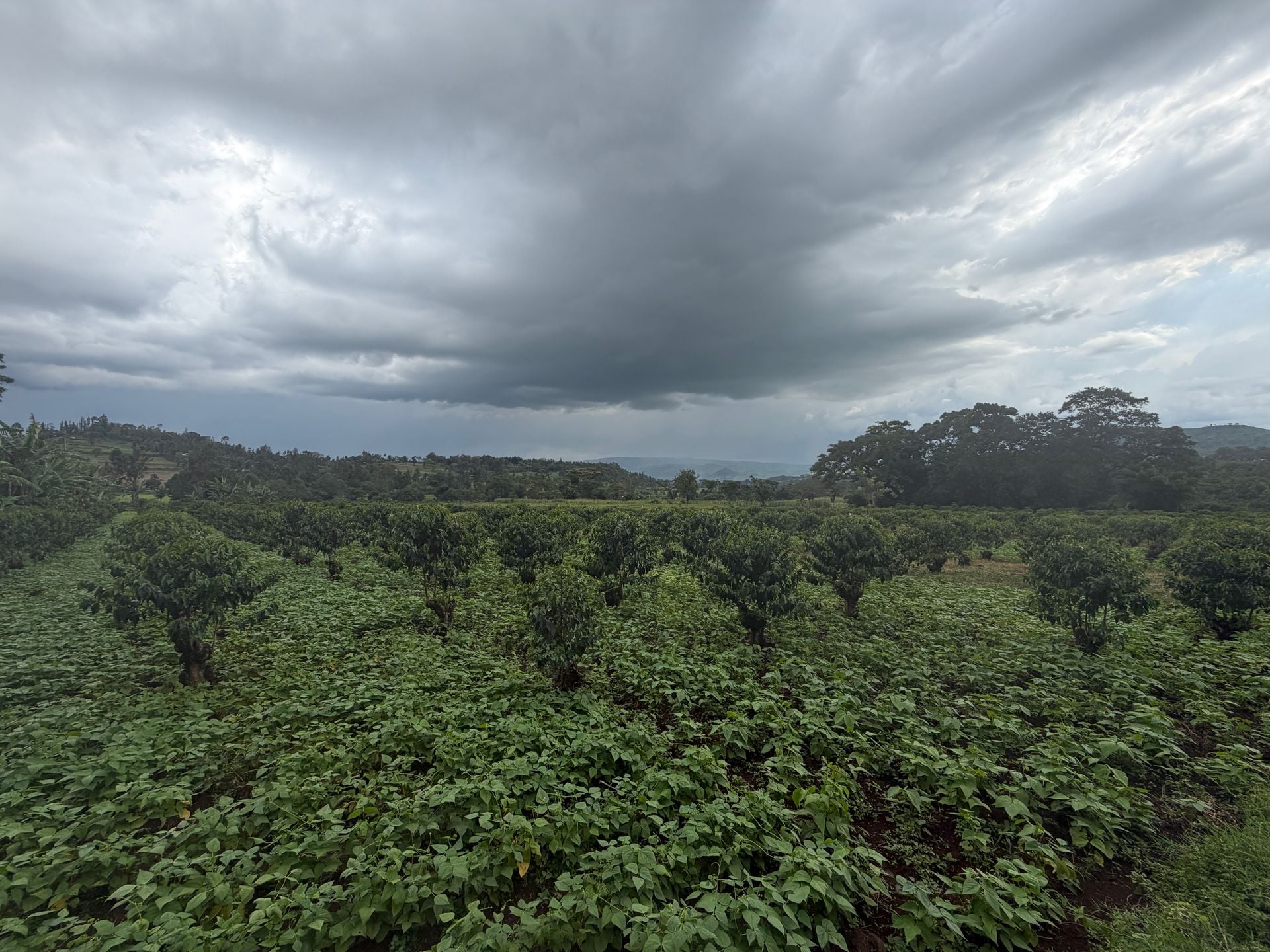 Morceau Farms · IMG 4203