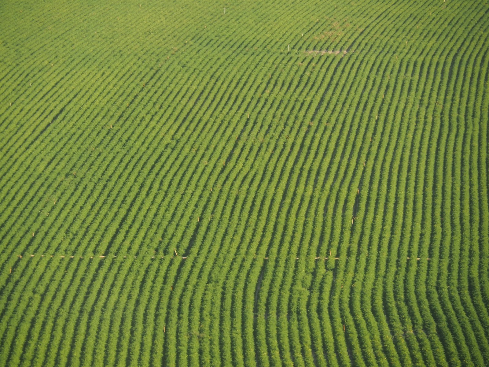 Coffee plantation rows at Morceau Farms